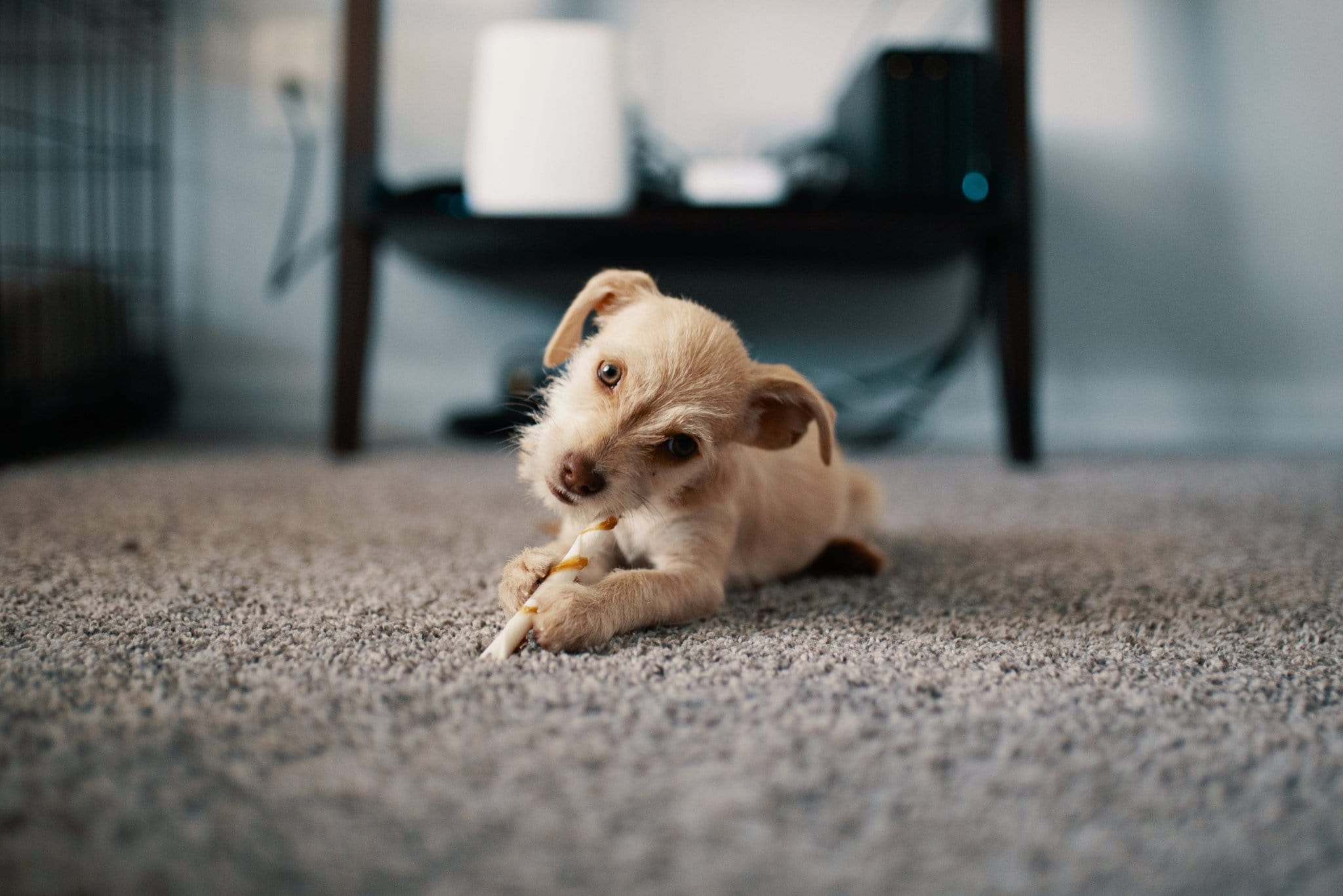 dog on clean carpet in temeucla ca