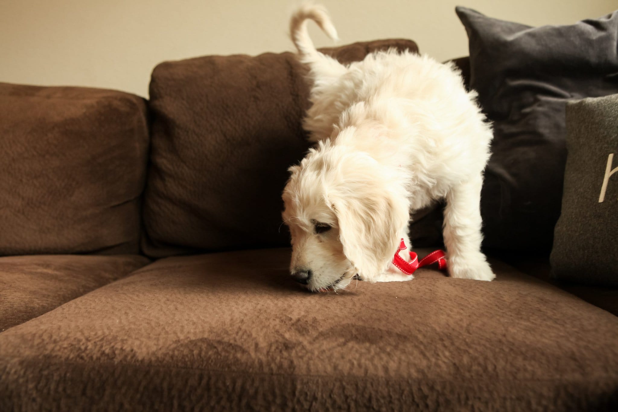 Dog sniffing a recently cleaned couch in Temecula, CA