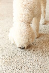 Dog on Carpet. Pet Odor Removal