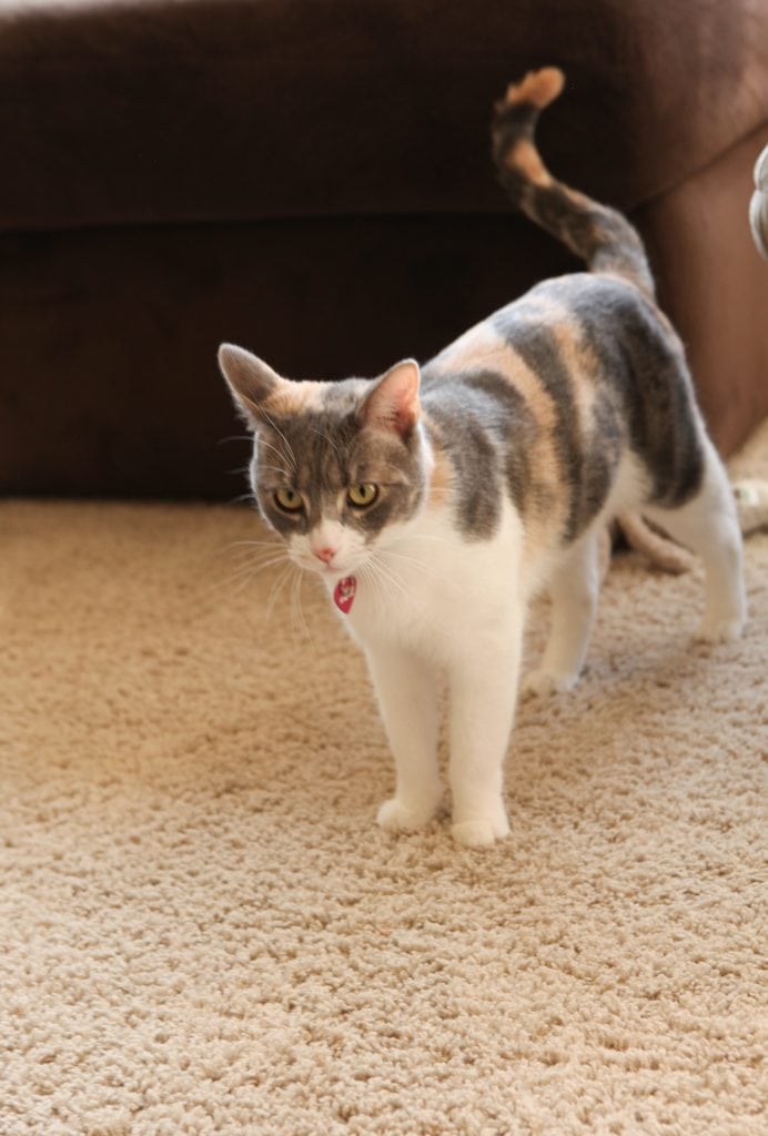 cat on carpet